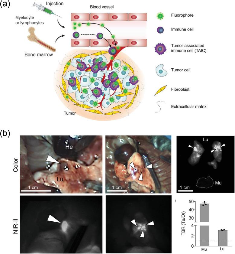 https://cdn.ncbi.nlm.nih.gov/pmc/blobs/dd61/9587606/12401b6b777e/40824_2022_303_Fig1_HTML.jpg