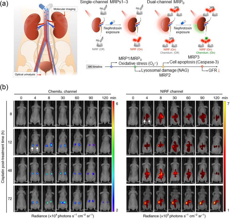 https://cdn.ncbi.nlm.nih.gov/pmc/blobs/dd61/9587606/3af9334d86b3/40824_2022_303_Fig4_HTML.jpg