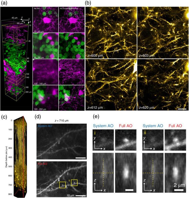 https://cdn.ncbi.nlm.nih.gov/pmc/blobs/dd61/9587606/7e53d1539874/40824_2022_303_Fig7_HTML.jpg