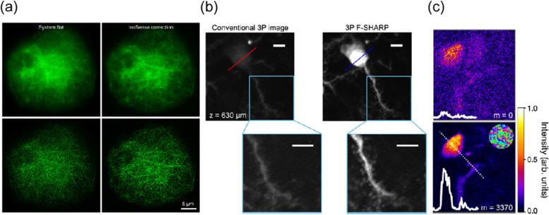 https://cdn.ncbi.nlm.nih.gov/pmc/blobs/dd61/9587606/96ef77c1895d/40824_2022_303_Fig10_HTML.jpg