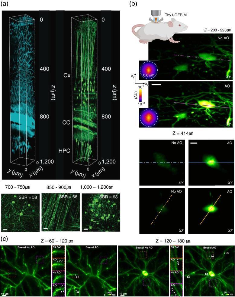 https://cdn.ncbi.nlm.nih.gov/pmc/blobs/dd61/9587606/dd83a603884e/40824_2022_303_Fig9_HTML.jpg
