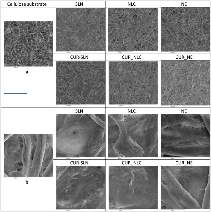 https://cdn.ncbi.nlm.nih.gov/pmc/blobs/dd62/8190487/c586792c44d8/gr2.jpg