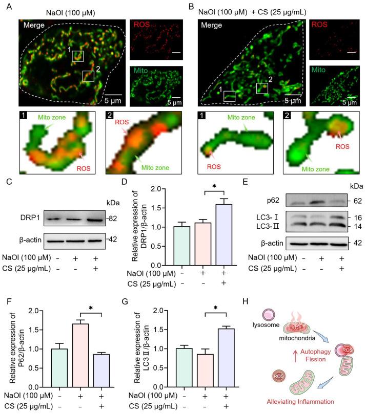 https://cdn.ncbi.nlm.nih.gov/pmc/blobs/dd64/12194273/746be9e65f1b/marinedrugs-23-00228-g005.jpg