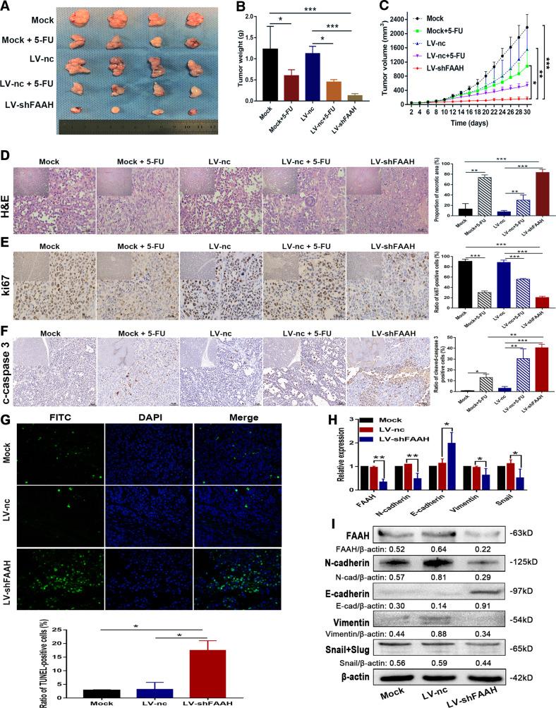 https://cdn.ncbi.nlm.nih.gov/pmc/blobs/dd68/9879949/6d96c0330551/41419_2023_5584_Fig3_HTML.jpg