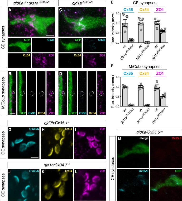 https://cdn.ncbi.nlm.nih.gov/pmc/blobs/dd6c/8081524/1ba1938de1fd/elife-66898-fig2-figsupp1.jpg