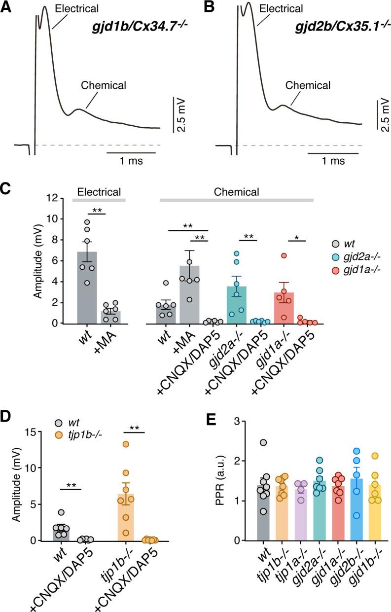 https://cdn.ncbi.nlm.nih.gov/pmc/blobs/dd6c/8081524/4db6c4899b96/elife-66898-fig3-figsupp1.jpg