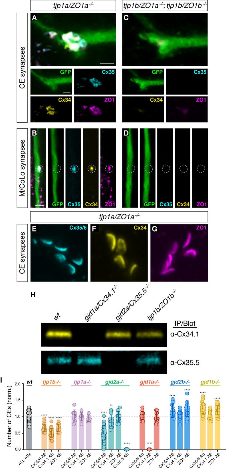 https://cdn.ncbi.nlm.nih.gov/pmc/blobs/dd6c/8081524/8fab56e44677/elife-66898-fig1-figsupp1.jpg