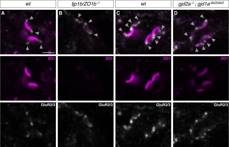 https://cdn.ncbi.nlm.nih.gov/pmc/blobs/dd6c/8081524/c840179fd001/elife-66898-fig3-figsupp2.jpg