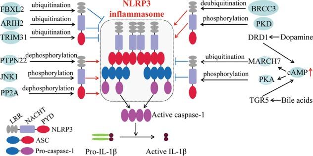 https://cdn.ncbi.nlm.nih.gov/pmc/blobs/dd6e/6372664/6b398f1534f2/41419_2019_1413_Fig2_HTML.jpg