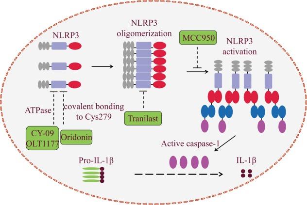 https://cdn.ncbi.nlm.nih.gov/pmc/blobs/dd6e/6372664/93b25143274e/41419_2019_1413_Fig4_HTML.jpg