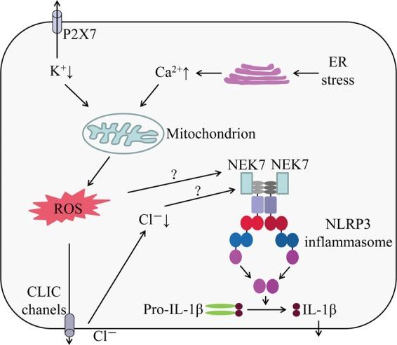 https://cdn.ncbi.nlm.nih.gov/pmc/blobs/dd6e/6372664/e9376809ca9b/41419_2019_1413_Fig1_HTML.jpg