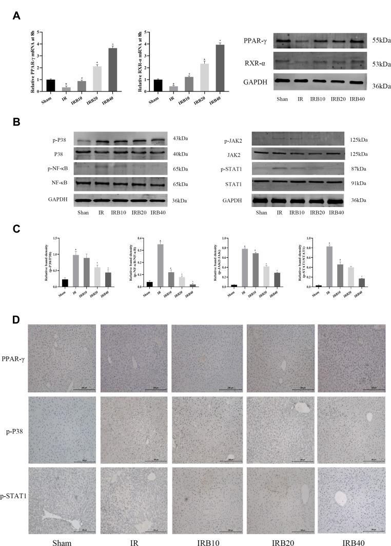 https://cdn.ncbi.nlm.nih.gov/pmc/blobs/dd6f/6970010/6a14c603bd91/DDDT-14-129-g0004.jpg