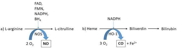 https://cdn.ncbi.nlm.nih.gov/pmc/blobs/dd75/8468811/c0439813ba21/molecules-26-05514-g003.jpg