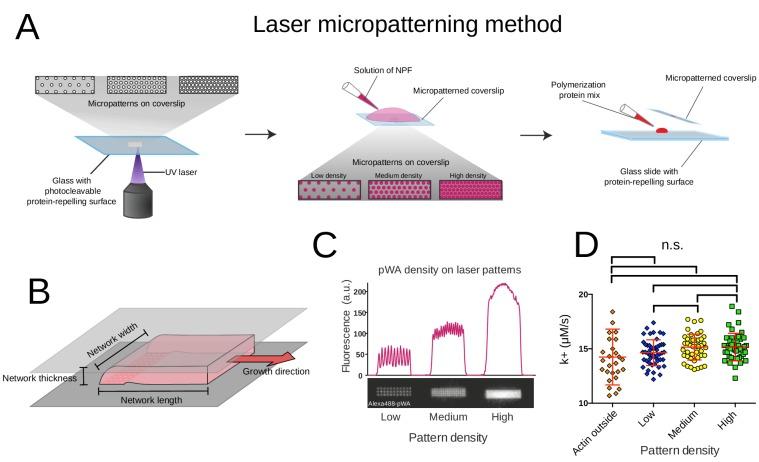 https://cdn.ncbi.nlm.nih.gov/pmc/blobs/dd76/6417862/b75f43492bf2/elife-42413-fig1-figsupp1.jpg