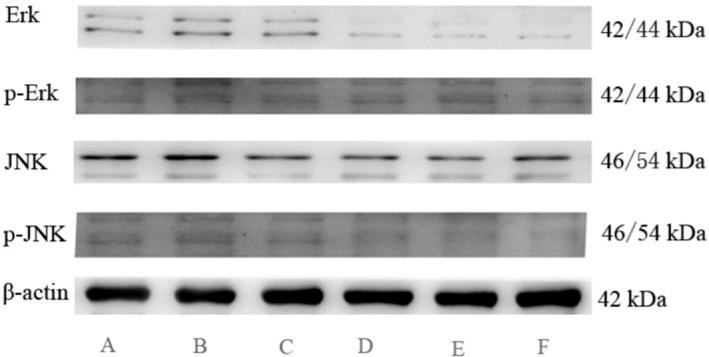 https://cdn.ncbi.nlm.nih.gov/pmc/blobs/dd7e/9548373/65125c88996c/FSN3-10-3380-g001.jpg