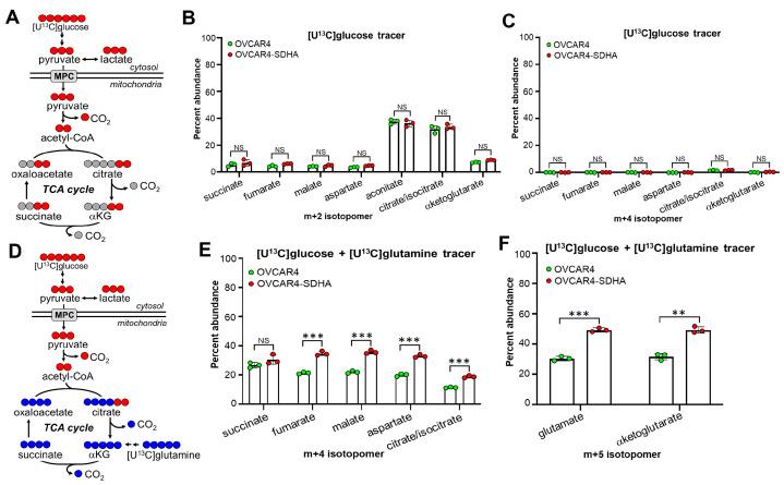 https://cdn.ncbi.nlm.nih.gov/pmc/blobs/dd84/12190274/113d1d3f532b/cancers-17-01942-g003.jpg