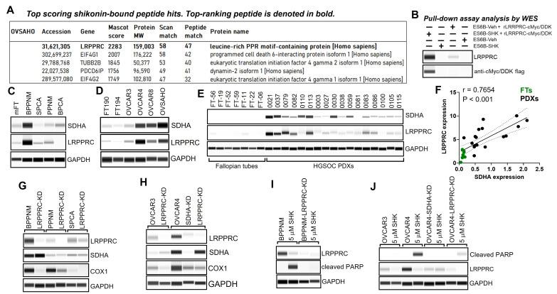 https://cdn.ncbi.nlm.nih.gov/pmc/blobs/dd84/12190274/15c5a09df71b/cancers-17-01942-g004.jpg
