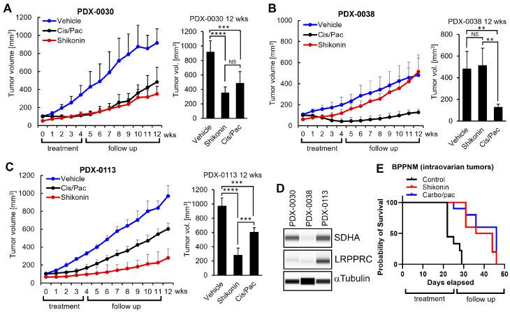 https://cdn.ncbi.nlm.nih.gov/pmc/blobs/dd84/12190274/6ef7d9de5921/cancers-17-01942-g005.jpg
