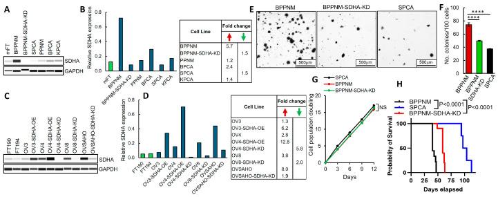 https://cdn.ncbi.nlm.nih.gov/pmc/blobs/dd84/12190274/aa046c510deb/cancers-17-01942-g001.jpg