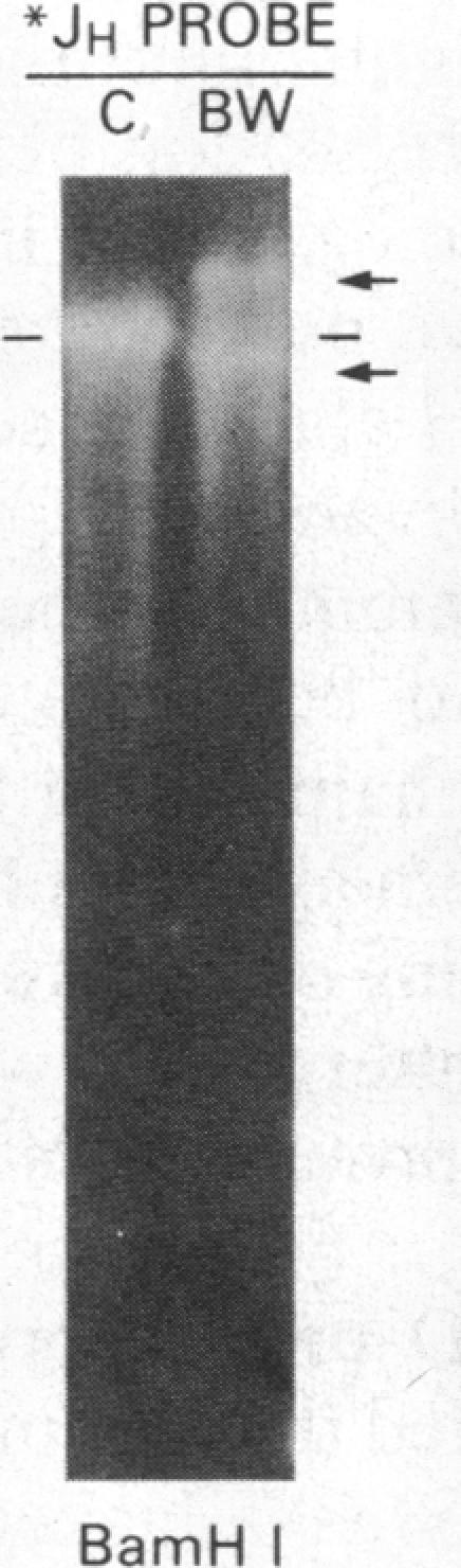 https://cdn.ncbi.nlm.nih.gov/pmc/blobs/dd85/323365/9a089fc284d1/pnas00312-0416-i.jpg