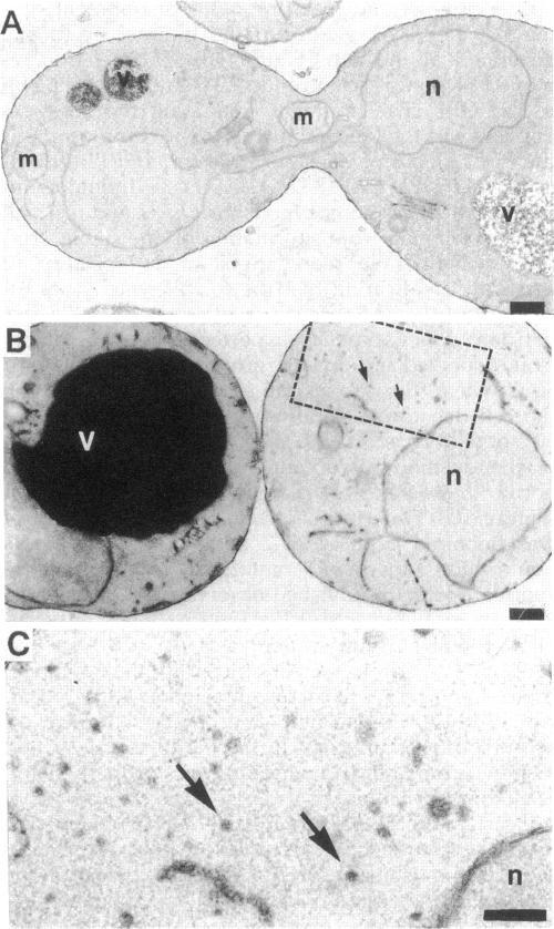 https://cdn.ncbi.nlm.nih.gov/pmc/blobs/dd89/275911/2aa467ef082d/mbc00011-0094-a.jpg