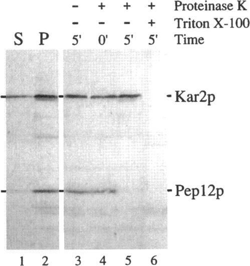 https://cdn.ncbi.nlm.nih.gov/pmc/blobs/dd89/275911/516b7255fa3b/mbc00011-0095-c.jpg