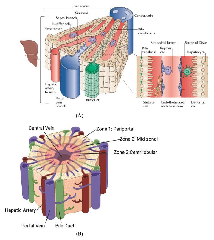 https://cdn.ncbi.nlm.nih.gov/pmc/blobs/dd8a/9414548/c7013a931651/nanomaterials-12-02768-g002a.jpg