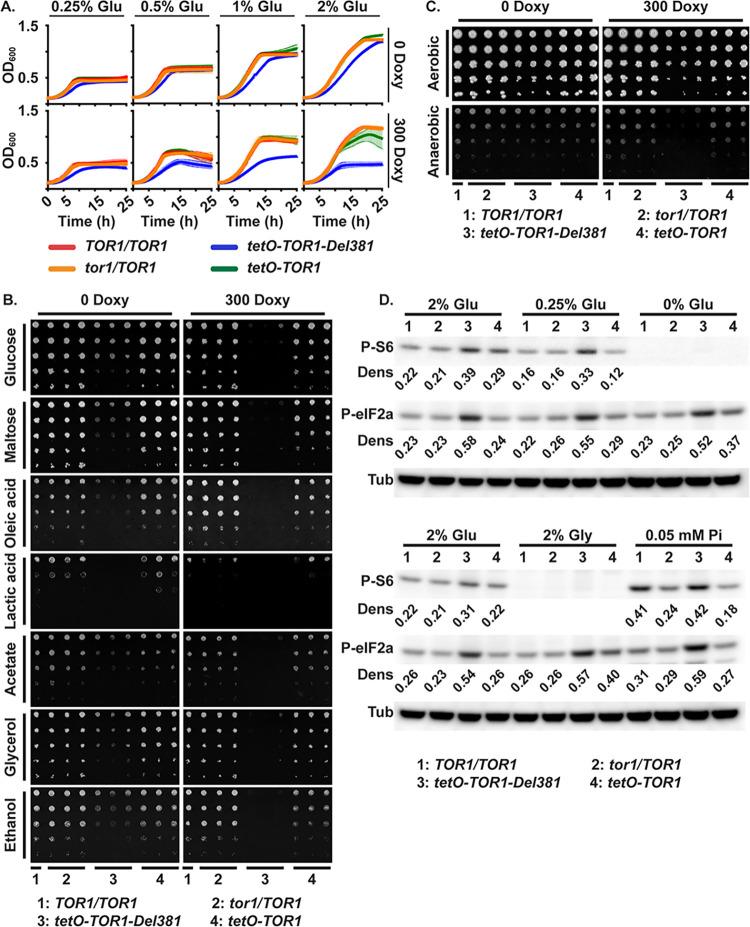 https://cdn.ncbi.nlm.nih.gov/pmc/blobs/dd8b/9223334/4960a22bcc76/ppat.1010089.g003.jpg