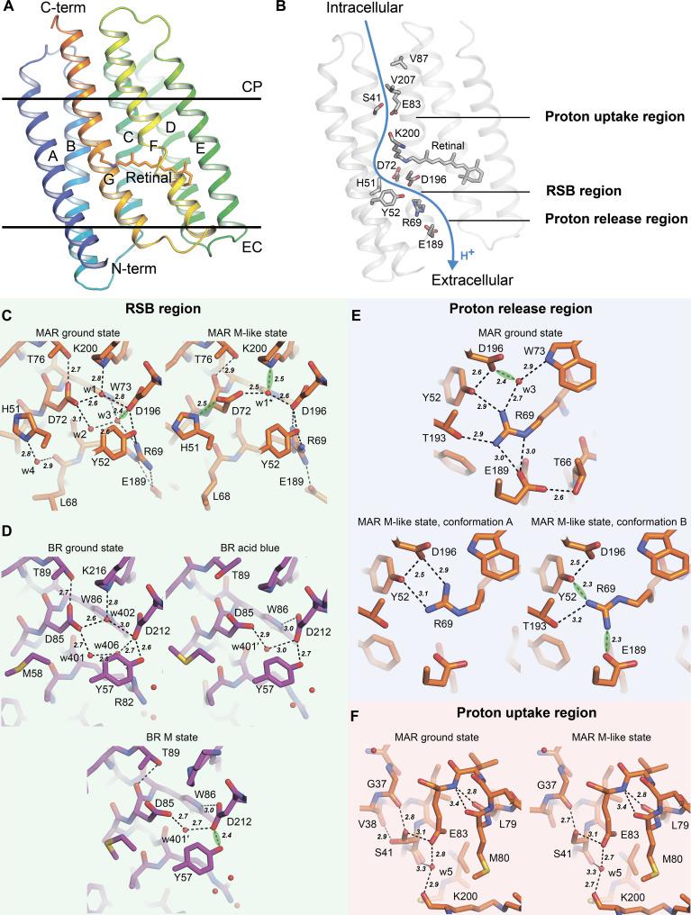 https://cdn.ncbi.nlm.nih.gov/pmc/blobs/dd8c/12002130/9db6c9218e06/sciadv.adu5303-f3.jpg