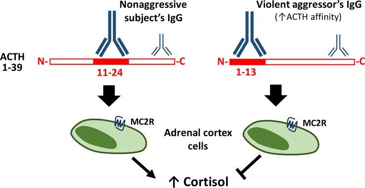 https://cdn.ncbi.nlm.nih.gov/pmc/blobs/dd8d/6904880/64ecc9dbb8b2/fpsyt-10-00872-g001.jpg