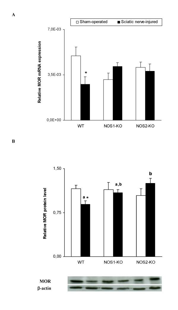 https://cdn.ncbi.nlm.nih.gov/pmc/blobs/dd8e/3094254/21493a4d1f22/1744-8069-7-25-5.jpg