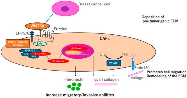 https://cdn.ncbi.nlm.nih.gov/pmc/blobs/dd8f/11994926/989c938d80b3/fmolb-12-1568865-g003.jpg