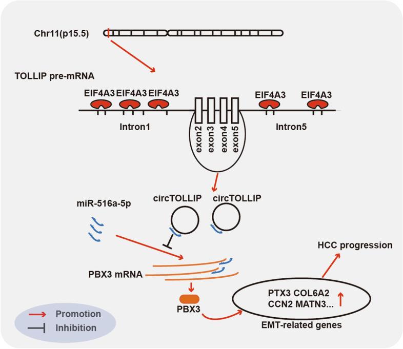 https://cdn.ncbi.nlm.nih.gov/pmc/blobs/dd91/9069765/66b948e33ff5/13046_2022_2378_Fig8_HTML.jpg