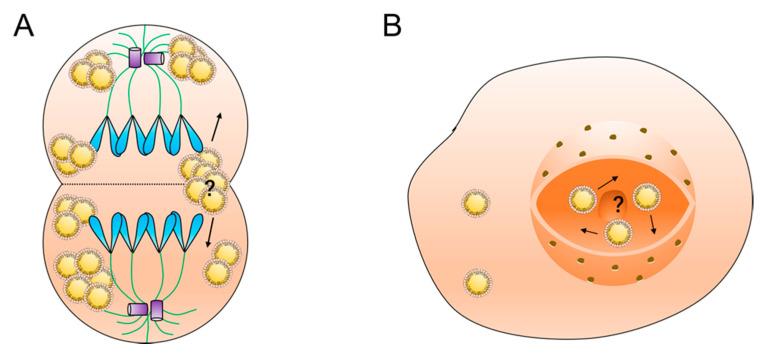 https://cdn.ncbi.nlm.nih.gov/pmc/blobs/dd94/8067576/e56732f3da42/ijms-22-03802-g003.jpg