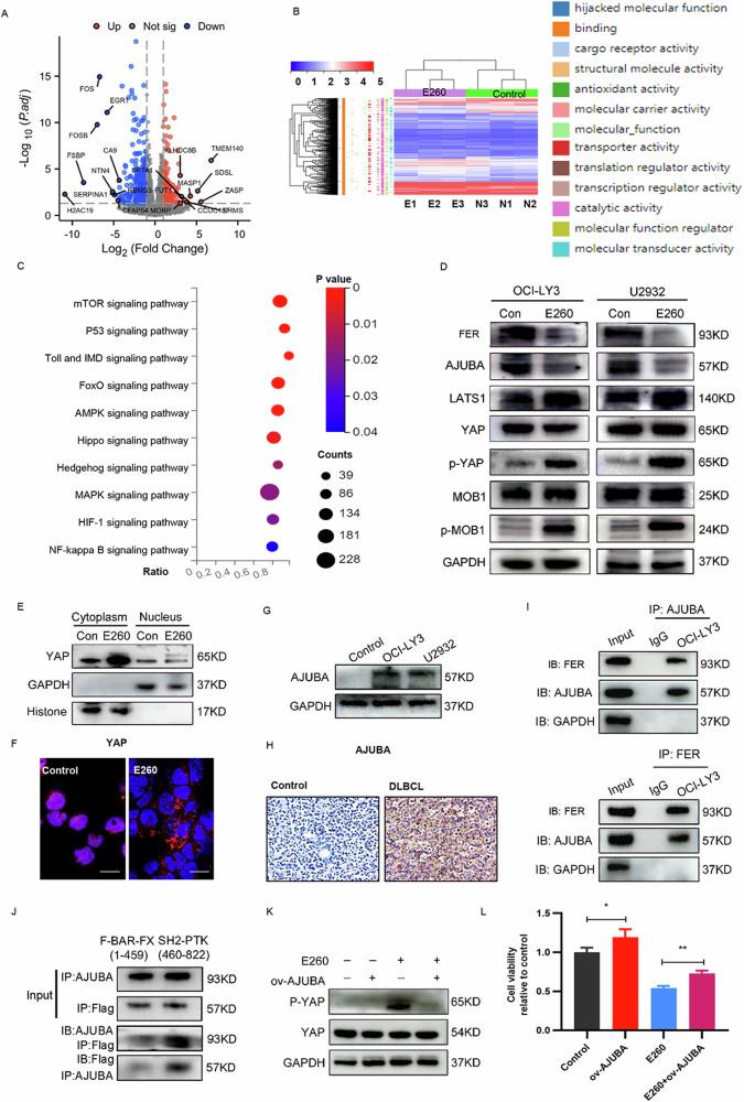 https://cdn.ncbi.nlm.nih.gov/pmc/blobs/dd96/12289941/01fcb4c2ddbb/41698_2025_1049_Fig4_HTML.jpg