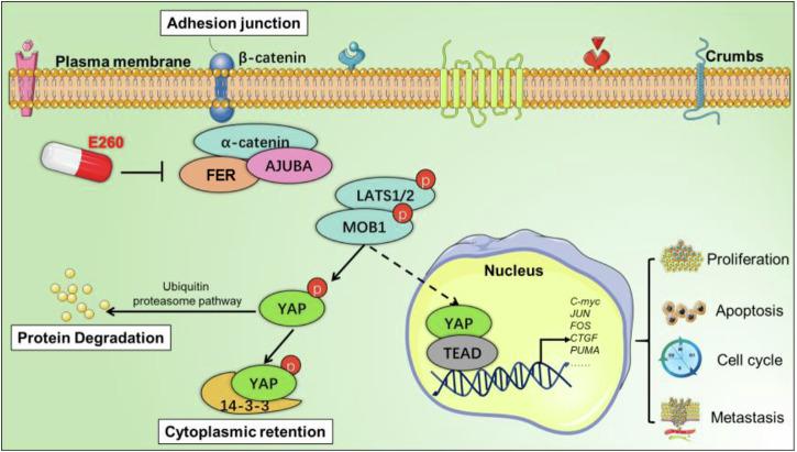 https://cdn.ncbi.nlm.nih.gov/pmc/blobs/dd96/12289941/71ca85831f67/41698_2025_1049_Fig6_HTML.jpg