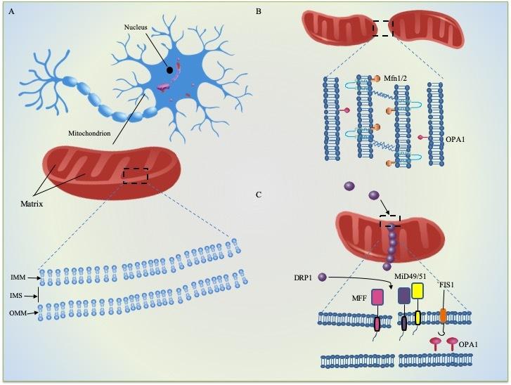 https://cdn.ncbi.nlm.nih.gov/pmc/blobs/dd96/7505280/e69e82901655/ad-11-5-1260-g1.jpg