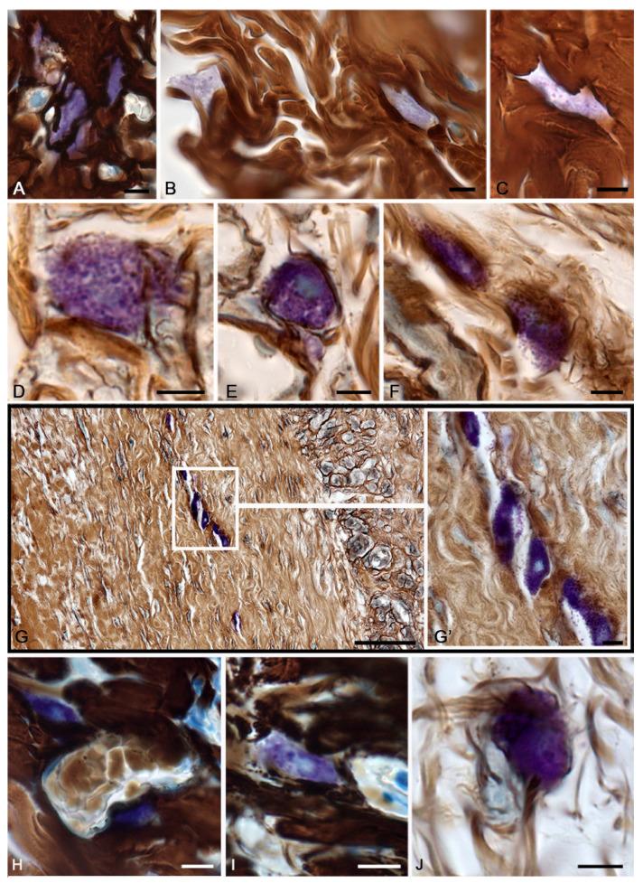 https://cdn.ncbi.nlm.nih.gov/pmc/blobs/dd98/10059032/be5bcd68fe3b/pharmaceuticals-16-00348-g005.jpg