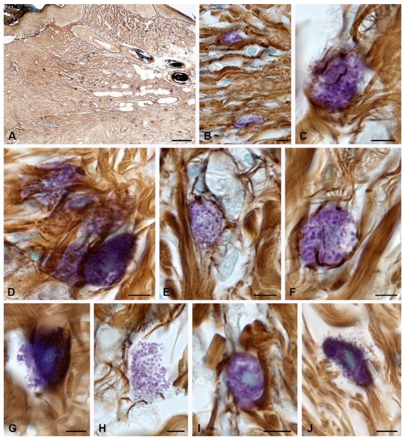 https://cdn.ncbi.nlm.nih.gov/pmc/blobs/dd98/10059032/f40af3ad8b80/pharmaceuticals-16-00348-g002.jpg