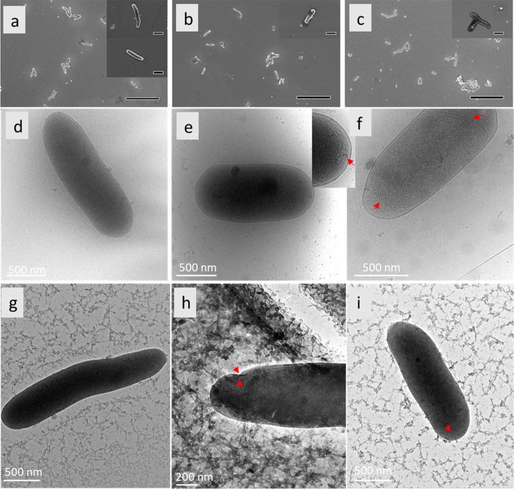 https://cdn.ncbi.nlm.nih.gov/pmc/blobs/dd99/11656235/9348c08ac7d6/ao4c08710_0003.jpg