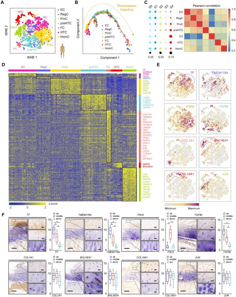 https://cdn.ncbi.nlm.nih.gov/pmc/blobs/dda2/6317448/2555ab729b6a/annrheumdis-2017-212863f02.jpg