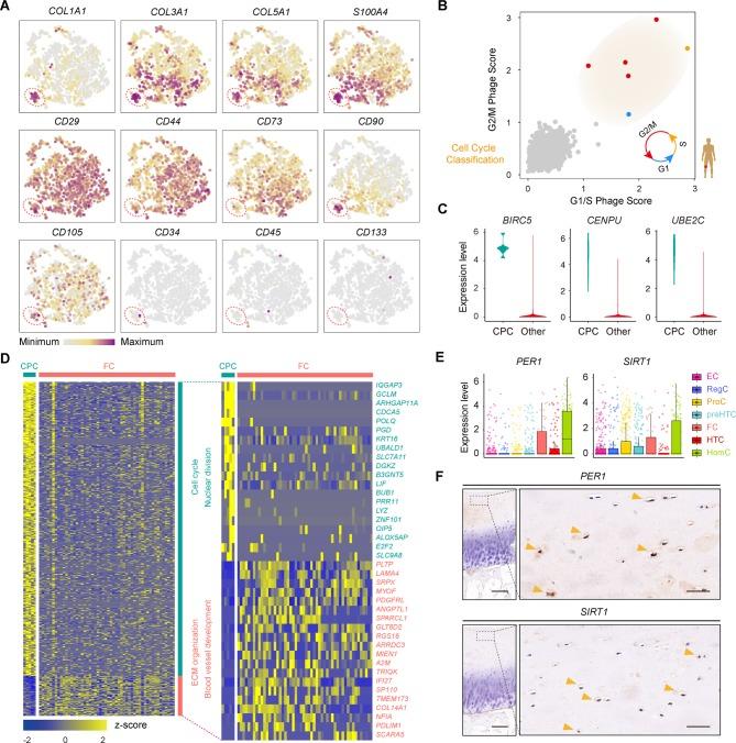 https://cdn.ncbi.nlm.nih.gov/pmc/blobs/dda2/6317448/62e72c3da54f/annrheumdis-2017-212863f05.jpg