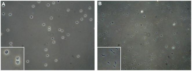 https://cdn.ncbi.nlm.nih.gov/pmc/blobs/dda4/2832001/6235c98b4168/pone.0009512.g003.jpg