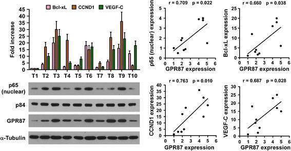 https://cdn.ncbi.nlm.nih.gov/pmc/blobs/dda4/5348802/b0a923edd159/12943_2017_627_Fig6_HTML.jpg