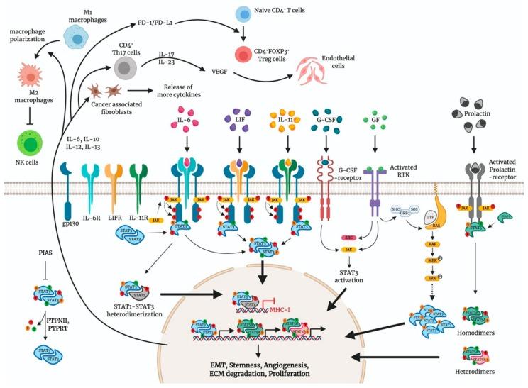 https://cdn.ncbi.nlm.nih.gov/pmc/blobs/dda6/7017004/589576d59179/cancers-12-00024-g001.jpg