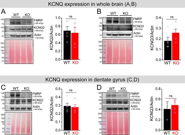 https://cdn.ncbi.nlm.nih.gov/pmc/blobs/dda7/10942577/c4805fdf74db/elife-92563-fig3-figsupp1.jpg