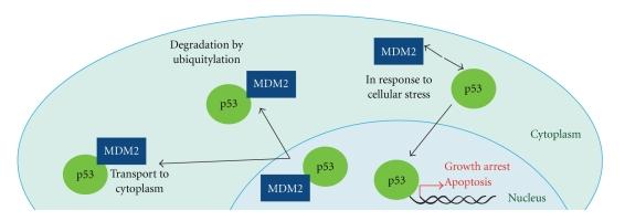 https://cdn.ncbi.nlm.nih.gov/pmc/blobs/dda8/3021868/e4cae7400988/SRCM2011-483154.001.jpg