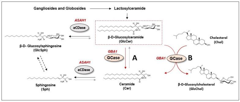 https://cdn.ncbi.nlm.nih.gov/pmc/blobs/ddad/9818455/05b05bfe22a6/cells-12-00191-g002.jpg
