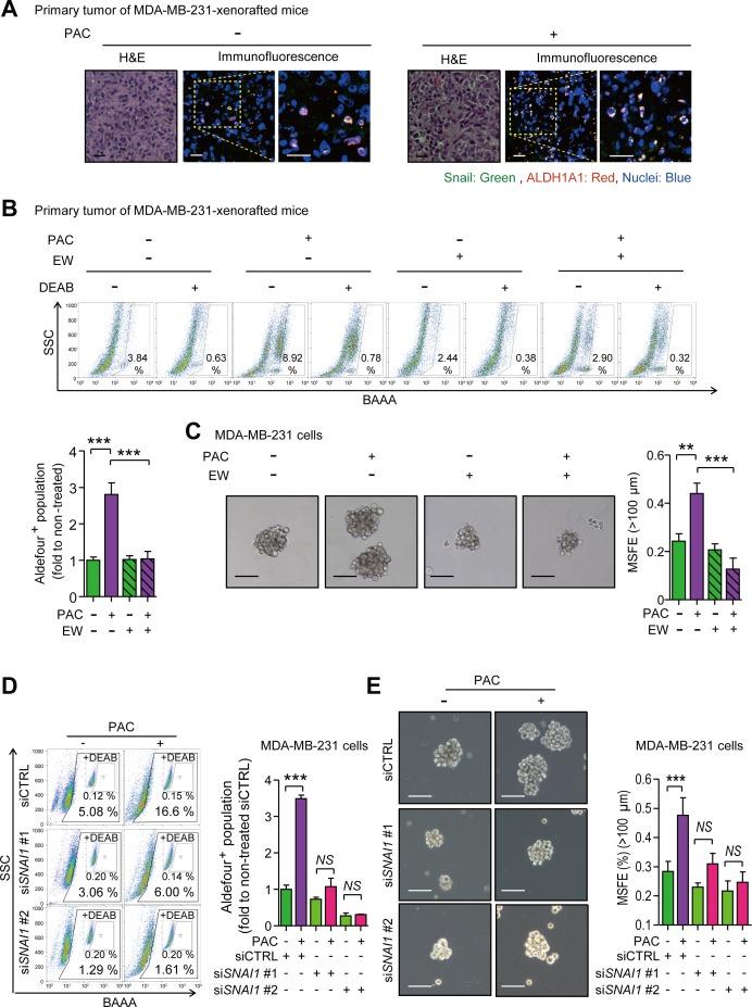 https://cdn.ncbi.nlm.nih.gov/pmc/blobs/ddae/4741946/20fddd62b821/oncotarget-06-37526-g006.jpg