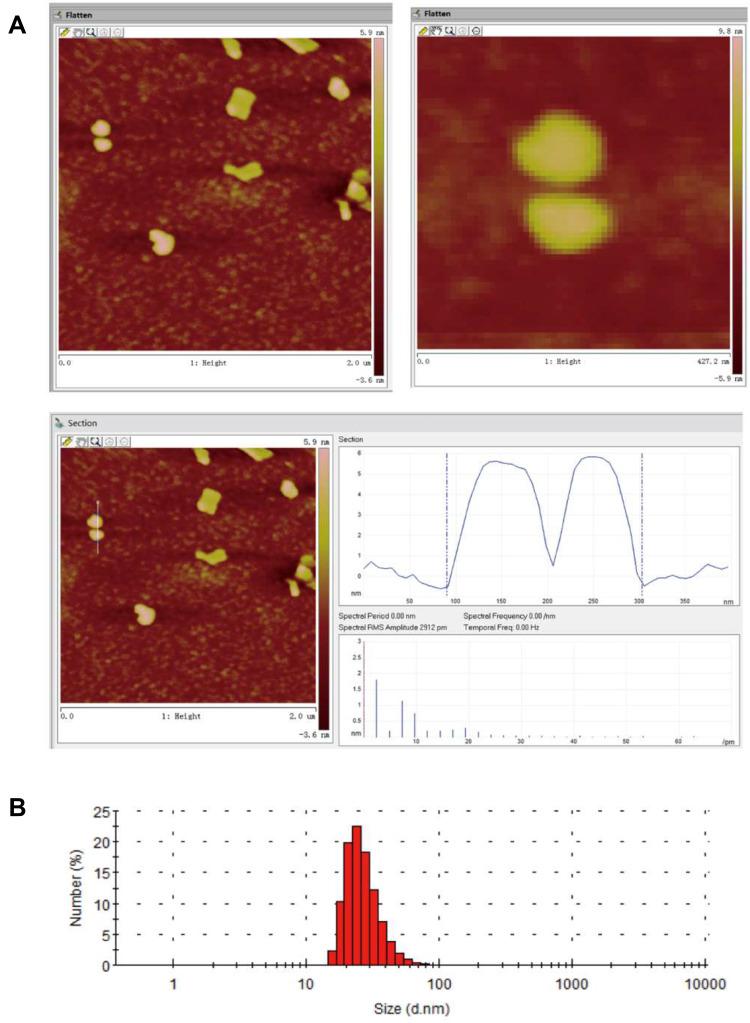 https://cdn.ncbi.nlm.nih.gov/pmc/blobs/ddae/7280064/14aa1fa7873d/IJN-15-3937-g0002.jpg